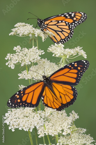 Two monarch on queen anns lace