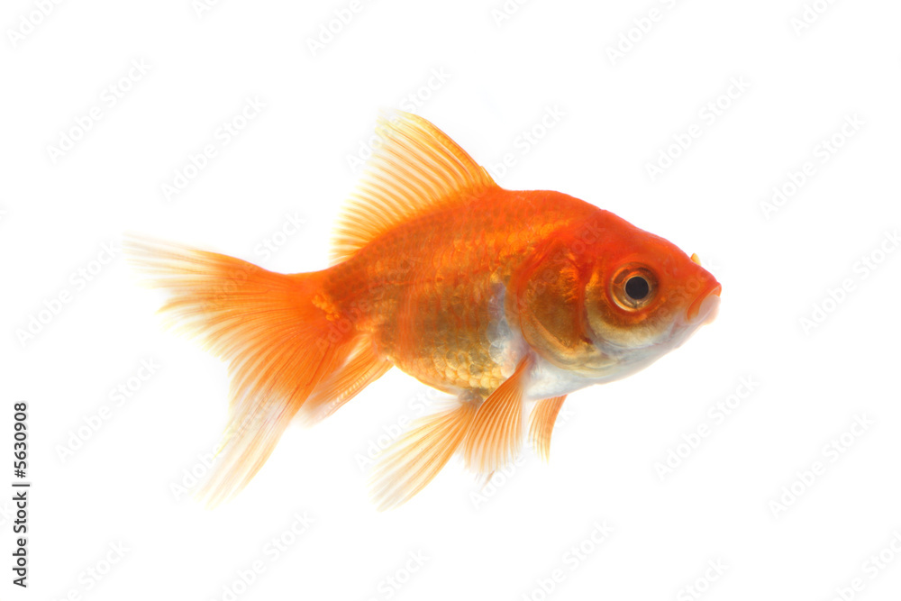 Goldfish in front of a white background