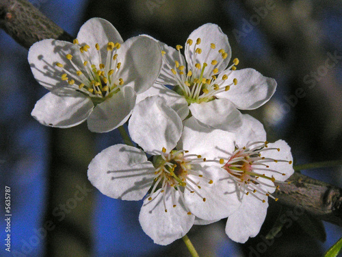 Fleurs de cerisier