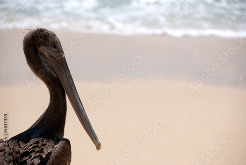 Φωτογραφία Brown Pelican