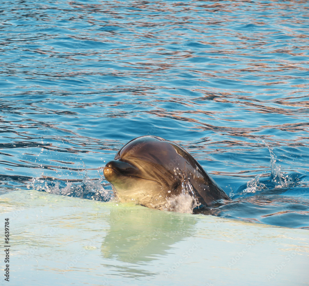 Fototapeta premium Bottle-nosed dolphin Tursiops truncatus in the water park