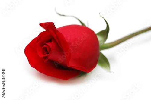 Red rose isolated on the white background photo