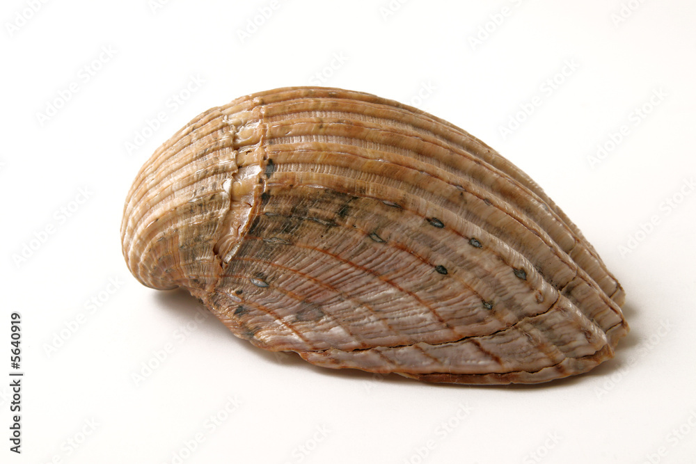 Muschel Muschel
