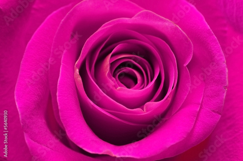 Close-up of rose - shallow depth of field