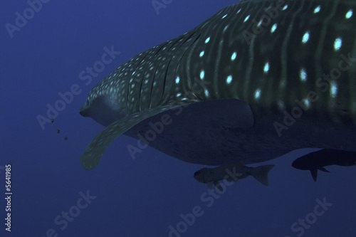 Red Sea underwater in Ras Muhammed, Sharm El Ksheikh