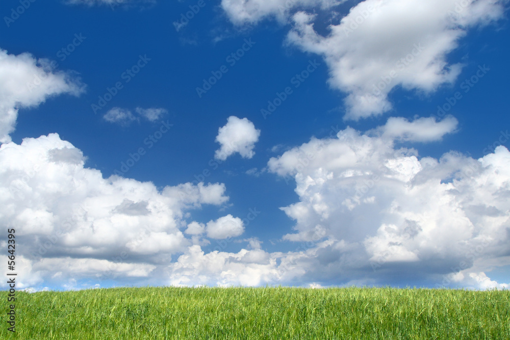 field with cumulus clouds, focus set in foreground field with cumulus clouds, focus set in foreground
