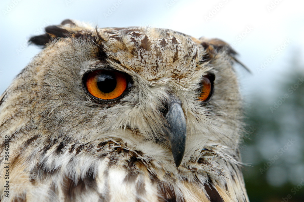 Fototapeta premium eule
