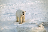 Polar bear standing on the frozen tundra