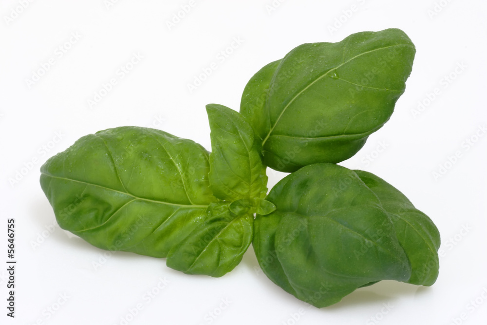 Basilico Basilico