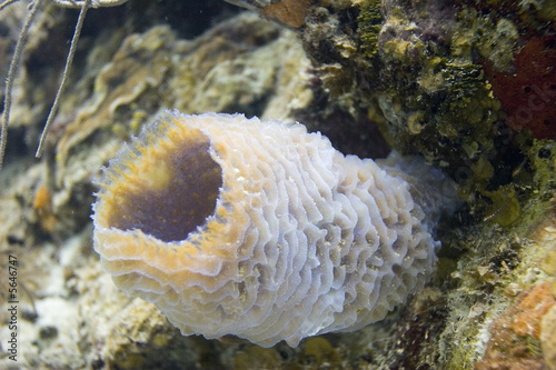 Azure Vase Sponge - (Callyspongia plicifera) photo