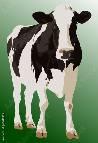 vaca