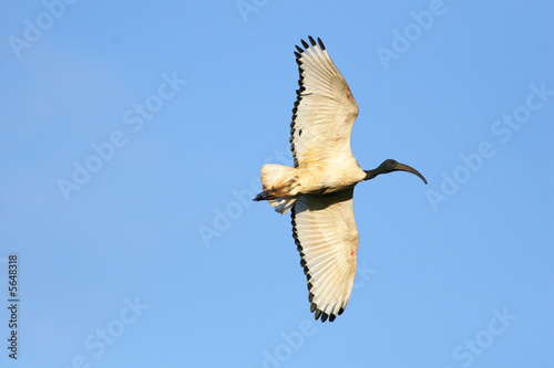 A Sacred Ibis in flight