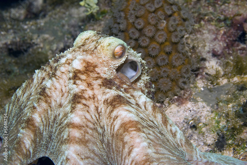 Caribbean Reef Octopus - (Octopus briareus) photo