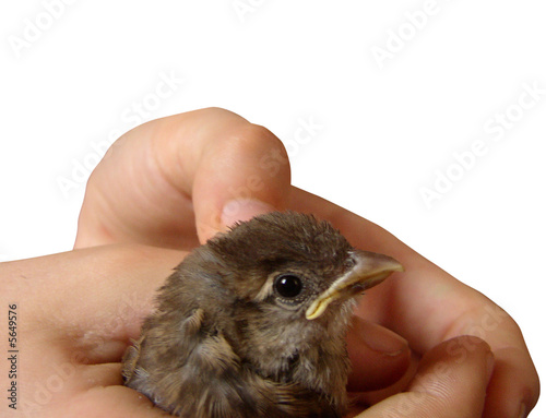 passerotto photo