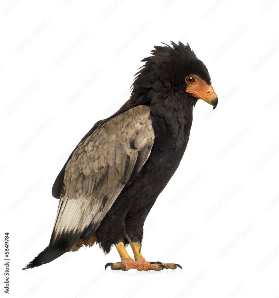 Fototapeta premium Bateleur (10 years) - Terathopius ecaudatus