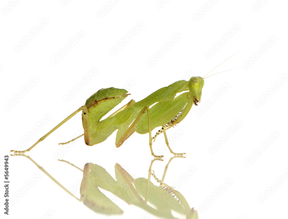 Young praying mantis - Sphodromantis lineola Young praying mantis - Sphodromantis lineola