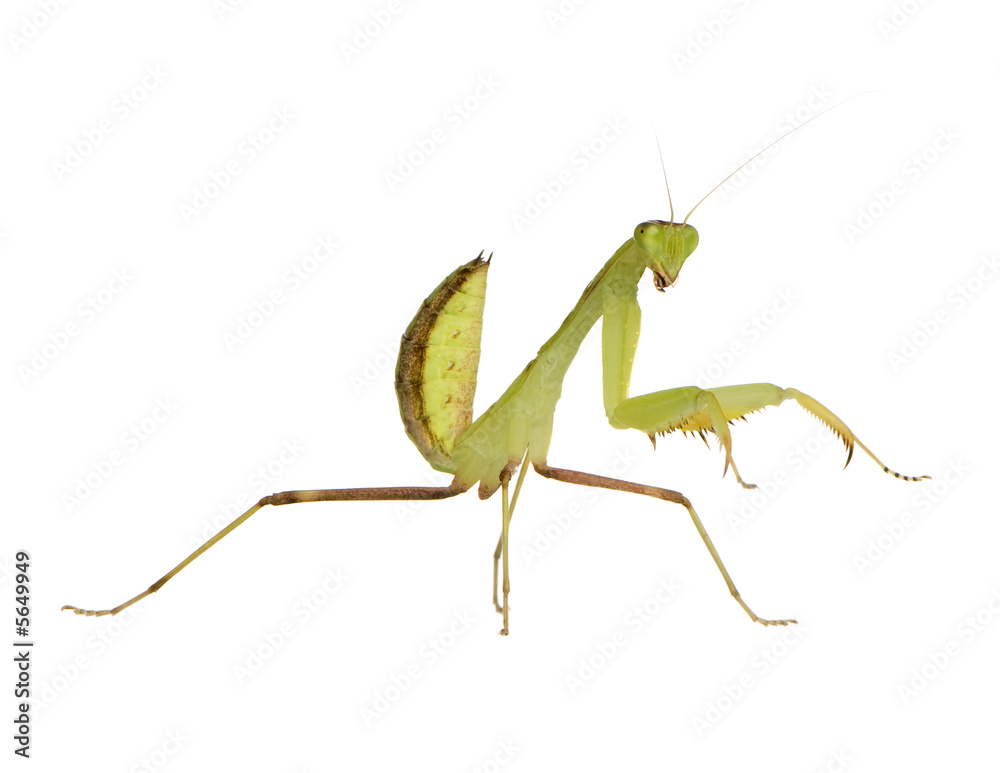 Young praying mantis - Sphodromantis lineola Young praying mantis - Sphodromantis lineola