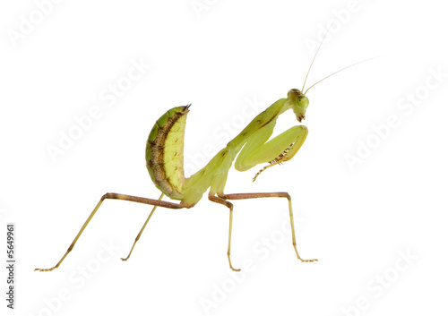 Young praying mantis - Sphodromantis lineola