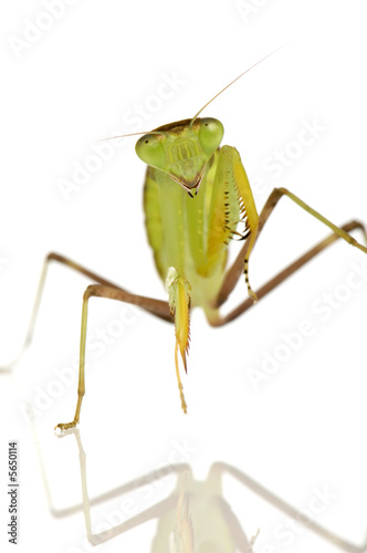 Young praying mantis - Sphodromantis lineola