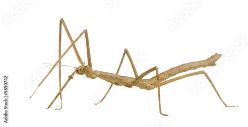 stick insect, Phasmatodea - Medauroidea extradentata © Eric Isselée