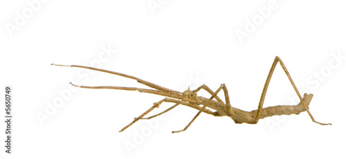 Εκτύπωση καμβά stick insect, Phasmatodea - Medauroidea extradentata