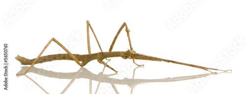 stick insect, Phasmatodea - Medauroidea extradentata photo