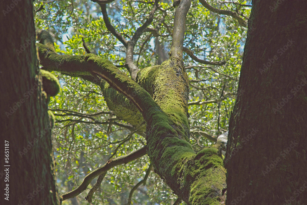 Fototapeta premium Magnificent ancient mossy tree branch