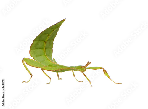 leaf insect, Phylliidae - Phyllium sp © Eric Isselée