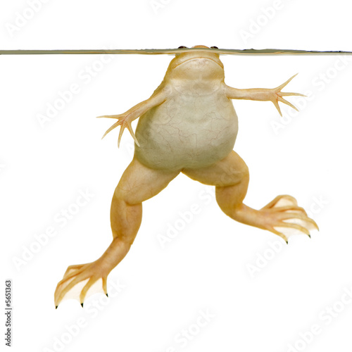 Frog - Xenopus laevis