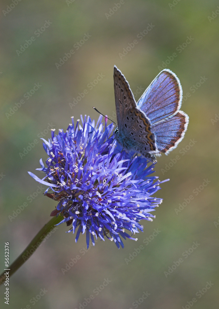 Naklejka premium Blue butterfly gathering nectar on blue flower