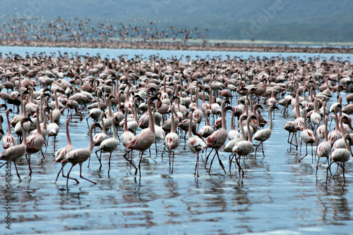 Famous lake Nakuru with million of pink flamingos.