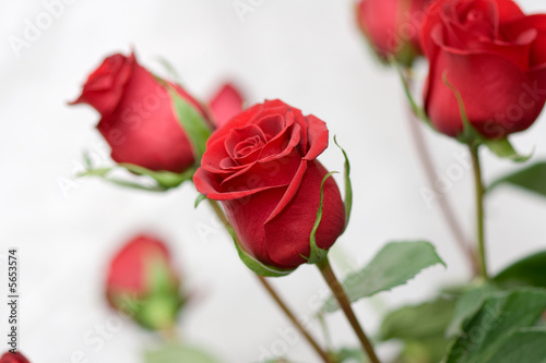 bouquet of the red roses on white background