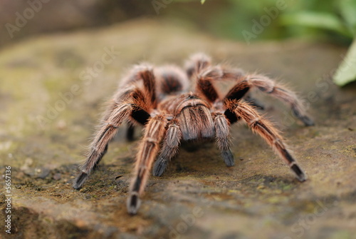 Hairy Spider