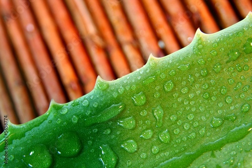 Aloe Vera photo