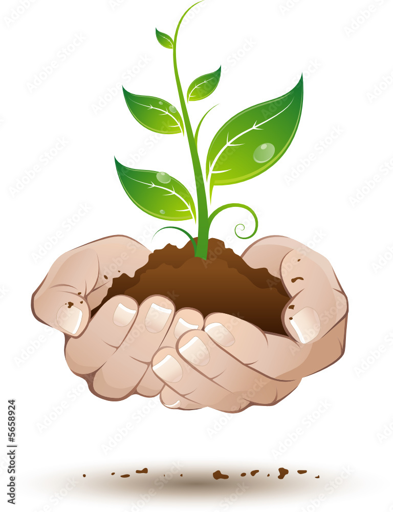 Plante verte tenue au creux des mains