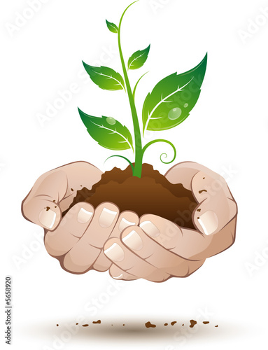 Plante verte tenue au creux des mains