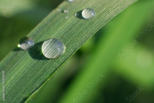 Closeup of a blade of grass with water droplets