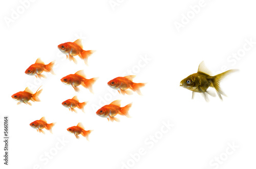 Gold fish standing out from the crowd