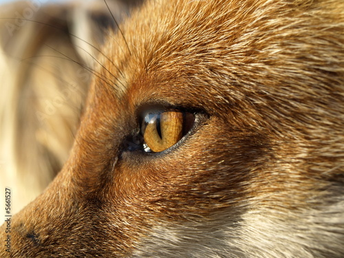 oeil de renard