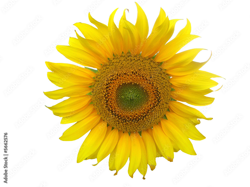 Fototapeta premium Sonnenblume