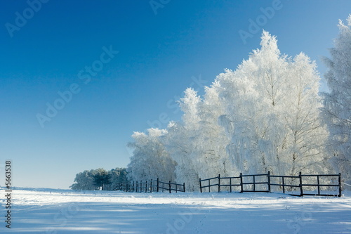 Winter landscape and trees