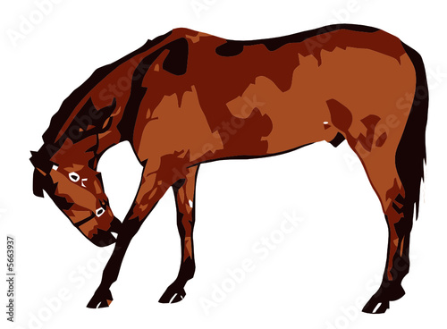 horse