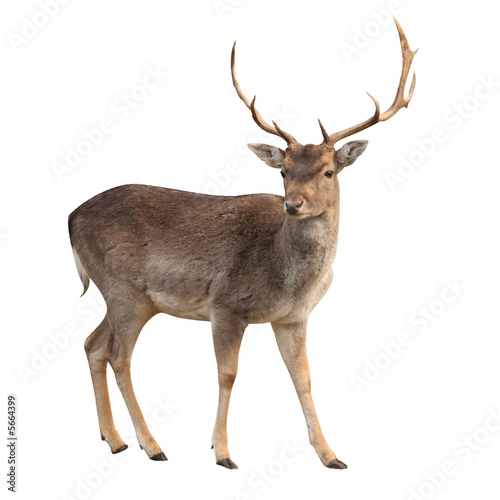 buck deer isolated with clipping path
