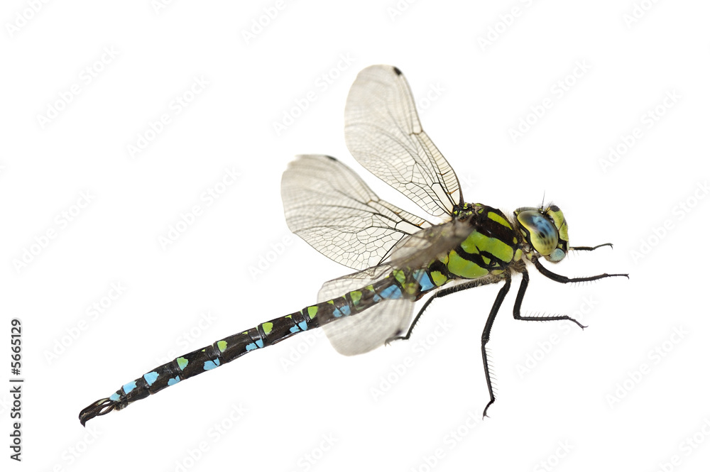 dragonfly close up isolated on white - obrazy, fototapety, plakaty 