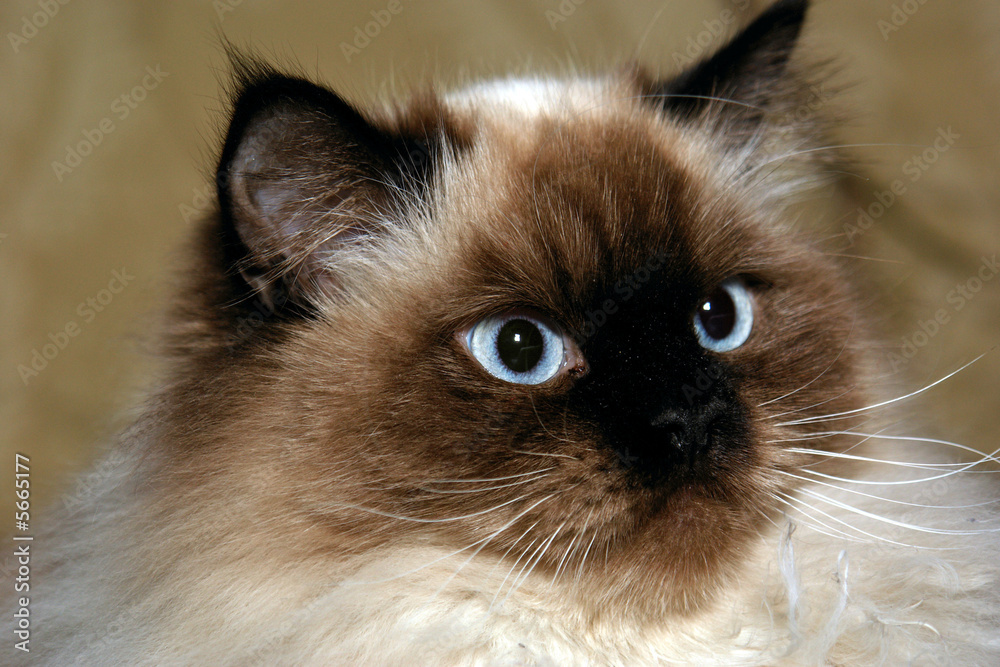 pretty blue eyed male himalayan cat looking off to the side Stock