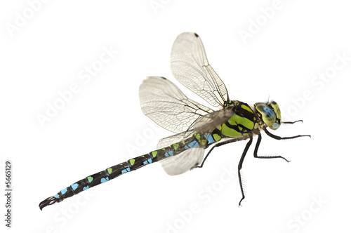dragonfly close up isolated on white