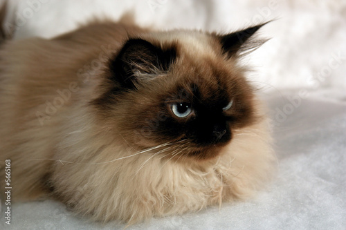 Photos distinguished blue eyed seal point male himalayan cat