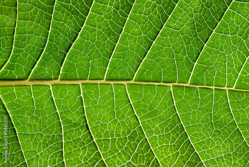 Leaf detail.