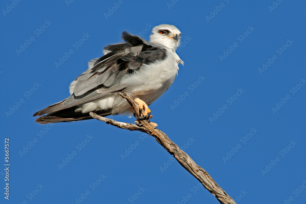 Fototapeta premium Black-shouldered kite (Elanus caeruleus) 