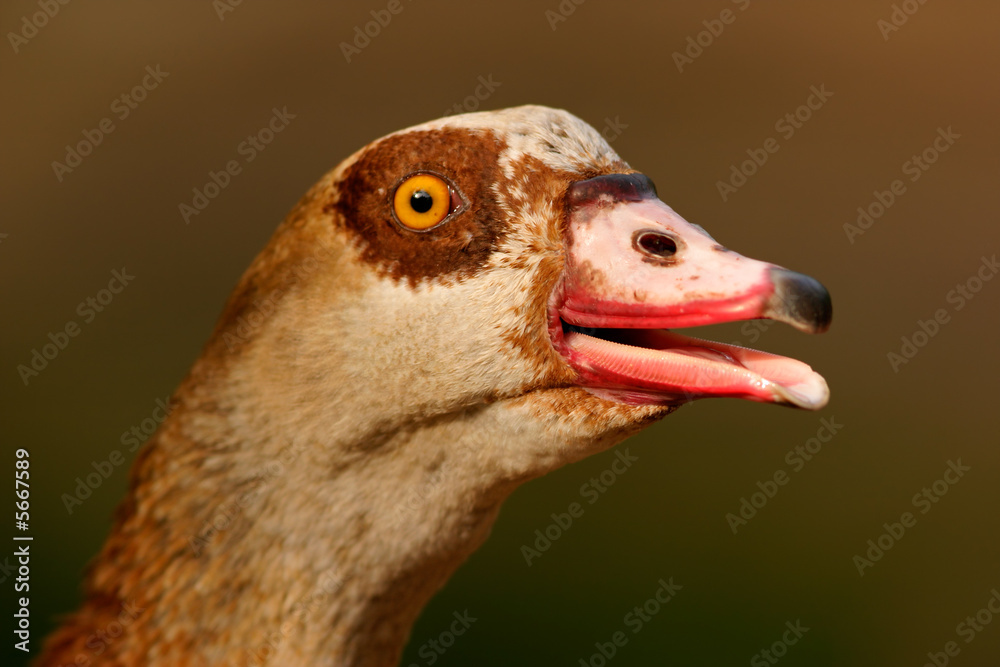 Fototapeta premium Egyptian goose (Alopochen aegyptiacus)